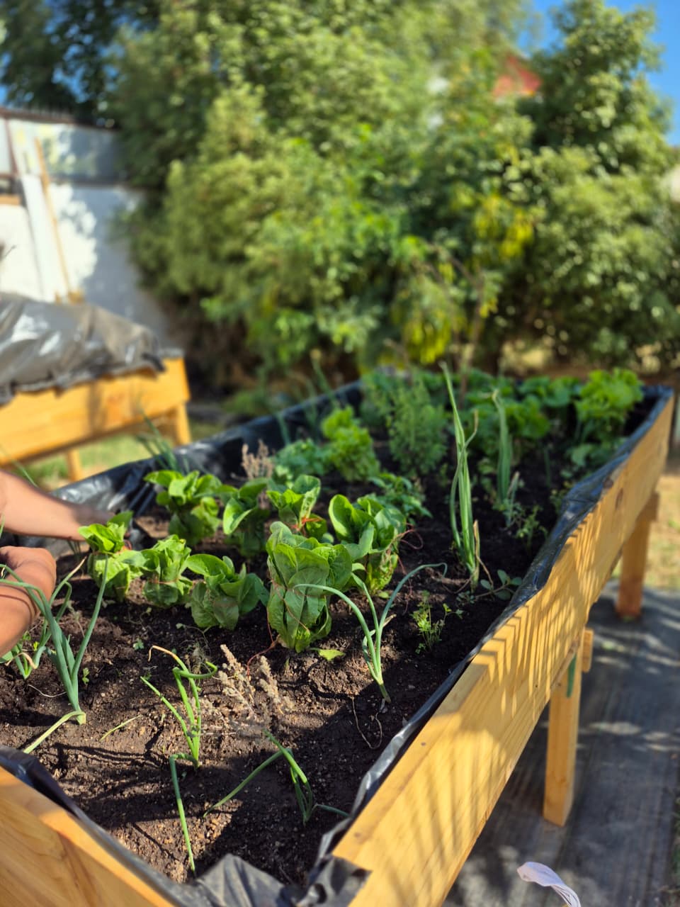 Cama de Cultivo - Imagen 3